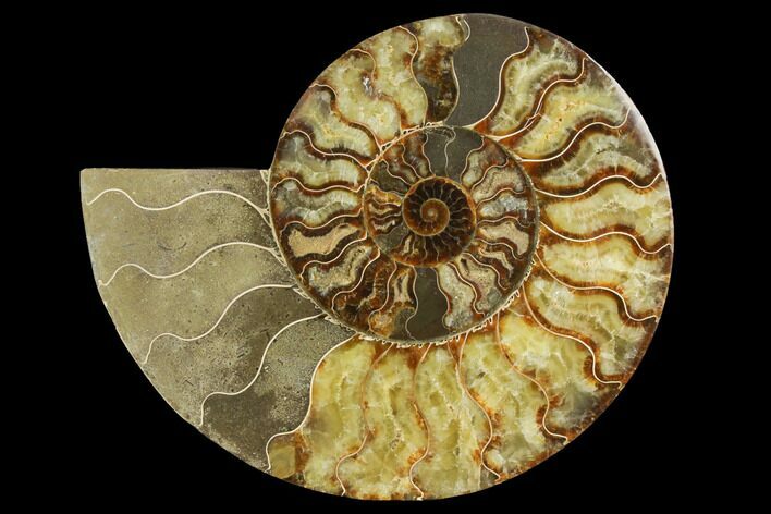 Cut & Polished Ammonite Fossil (Half) - Madagascar #149606
